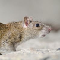 Ratos Dedetização e Dedetizadora