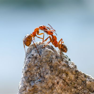 Formigas